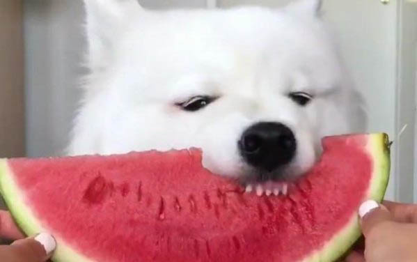 小狗身上的虱子怎么去除?