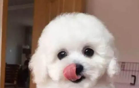 狗狗得了肝炎可以洗澡嗎