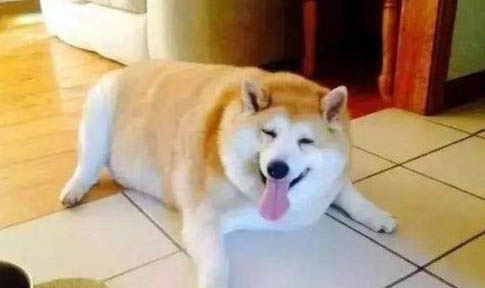狗狗怎么打胎