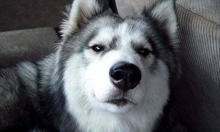 哈士奇幼犬多大可以洗澡