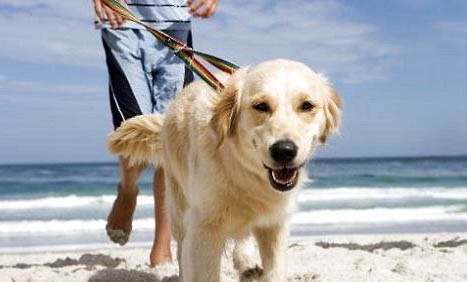 狗狗需要每年打狂犬疫苗嗎