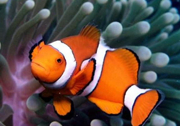 如何飼養(yǎng)雙帶小丑魚