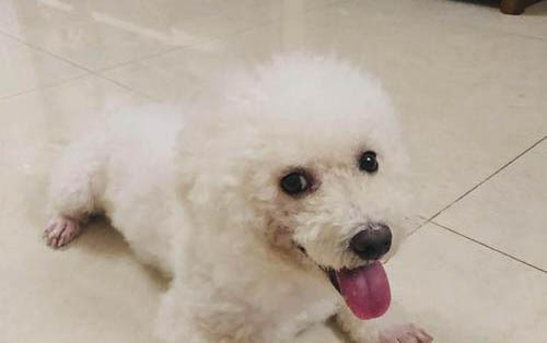 比熊犬智商相當于幾歲