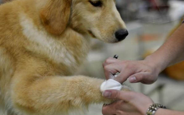 狗趾間炎用碘伏多久能好