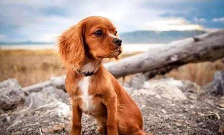邊境牧羊犬的訓練方法有哪些