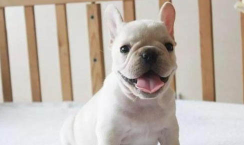 法國斗牛犬有哪些優(yōu)缺點