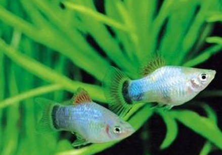 釣羅非魚如何調漂