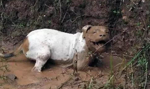 狗狗撓地板什么意思