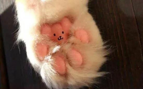 貓咪慢性鼻炎用什么藥