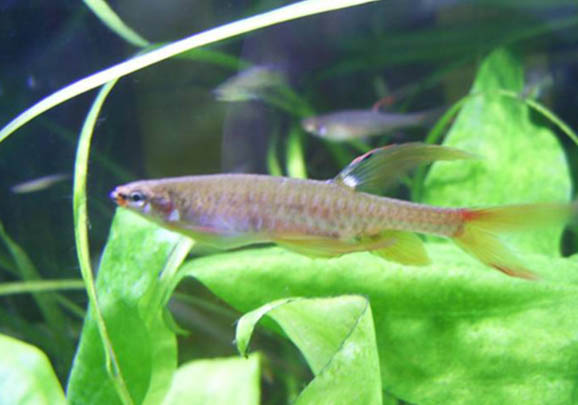 缸里已經(jīng)有魚如何種植水草