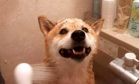 日本柴犬的智商高嗎