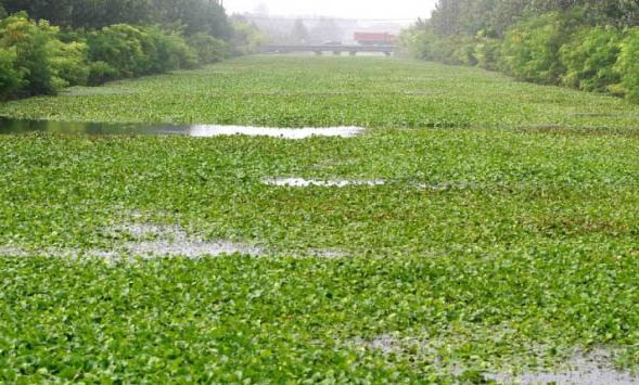 飼養蘭壽金魚的水槽需要注意些什么