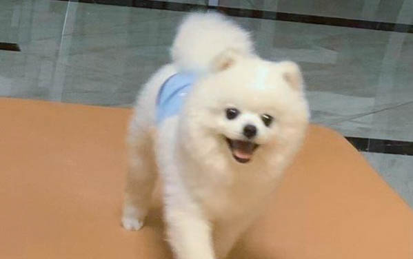 狗狗中暑有哪些癥狀
