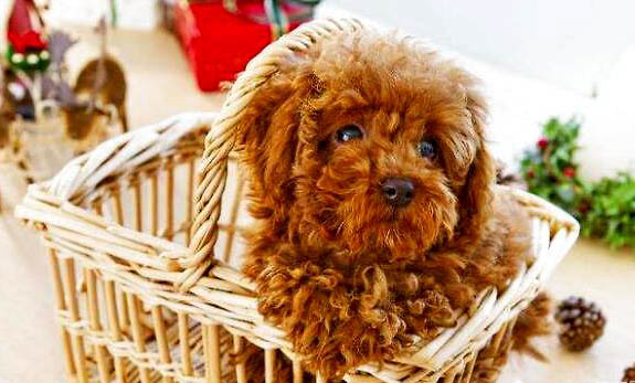 養(yǎng)泰迪犬需要注意事項(xiàng)有哪些