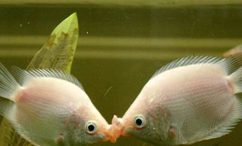 接吻魚和什么魚混養(yǎng)好