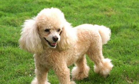貴賓犬的性格特點(diǎn)