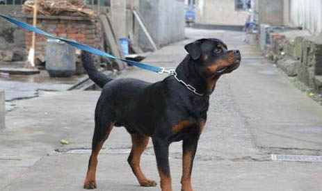 羅威納犬怎么養(yǎng)羅威納犬的七大禁忌
