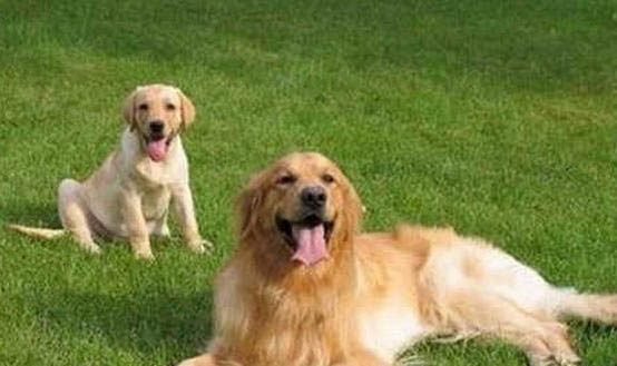 金毛犬和金毛尋回犬的區別