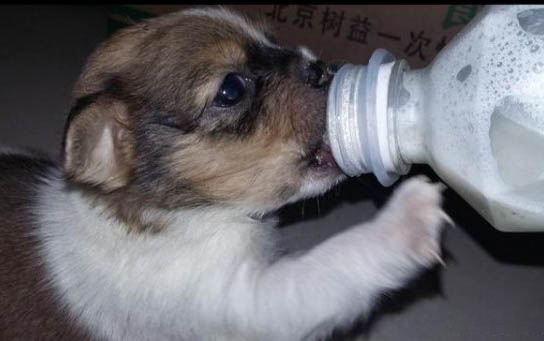 狗狗肉墊脫皮圖片