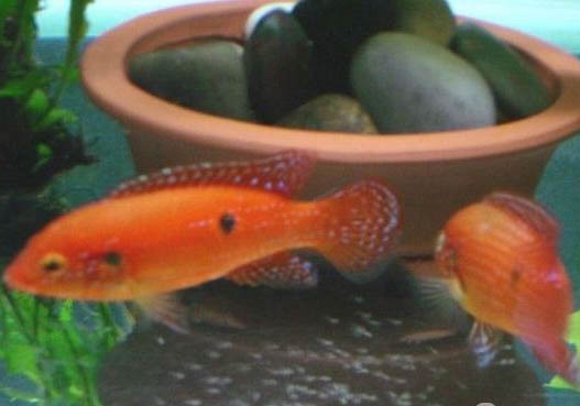 小麗麗魚好養(yǎng)嗎