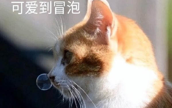 小貓咪出生多久可以送人