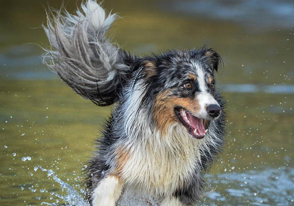 英國古代牧羊犬價格?古牧飼養(yǎng)注意事項有哪些?