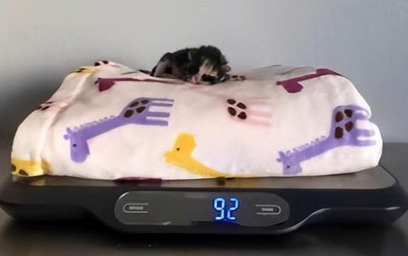 小貓出生多久睜眼