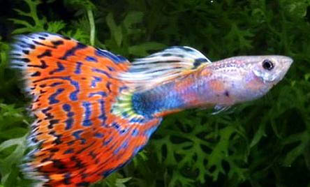孔雀魚如何判斷要生了