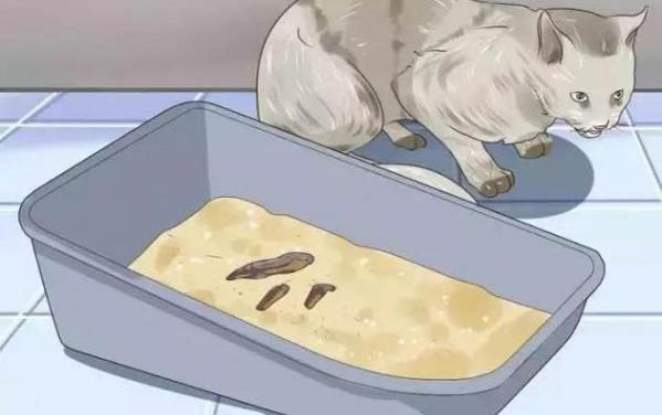 兩個月的小貓張嘴叫不出聲怎么回事