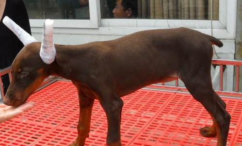 迷你杜賓犬和小鹿犬有什么區別