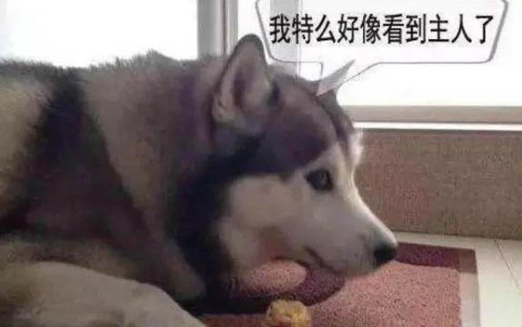 為什么狗狗睡覺在抖啊