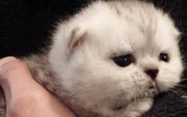 小貓耳朵旁邊脫毛