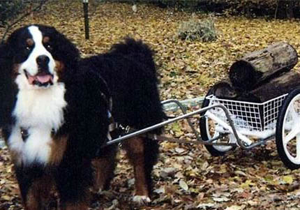 伯恩山犬為什么禁養