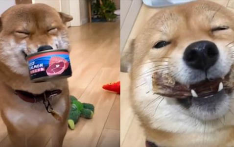 什么狗糧適合泰迪