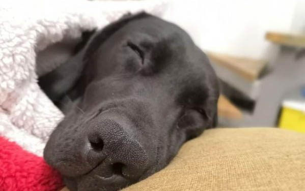 狗狗干眼癥癥狀