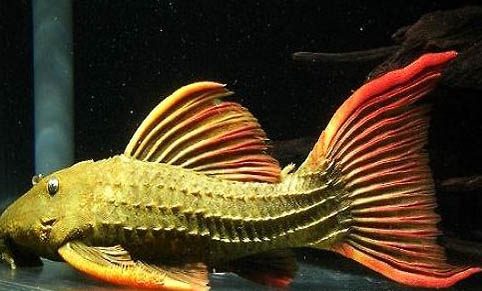 自來水養魚需要添加什么