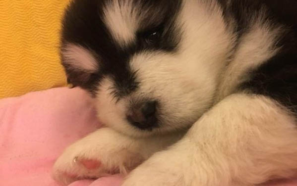 瘋狂小狗到底好不好