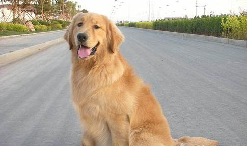 金毛犬怎么洗澡