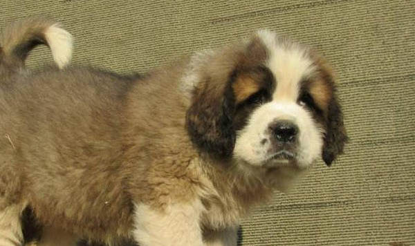 圣伯納犬的價格一般是多少