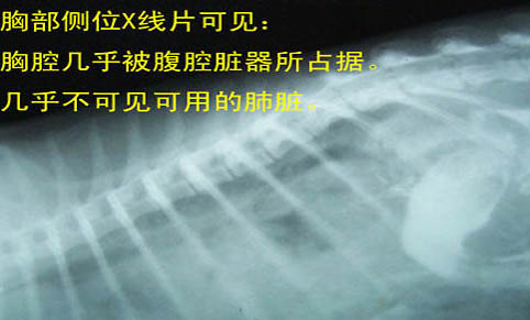 貓咪粘人的表現