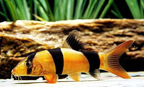 藍(lán)寶石魚(yú)和紅寶石魚(yú)能在一起養(yǎng)嗎