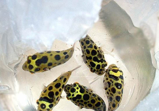 潛水艇魚(yú)能長(zhǎng)多大?