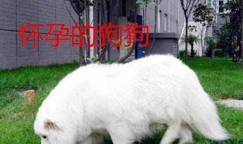 懷孕狗拉血怎么回事啊