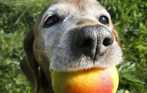 柯基得了犬瘟初期癥狀是什么