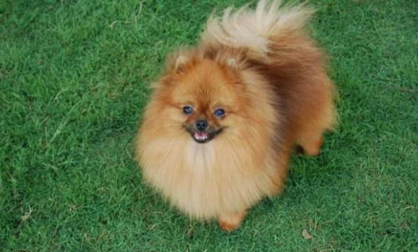 博美犬驅(qū)蟲應(yīng)該多長時(shí)間一次