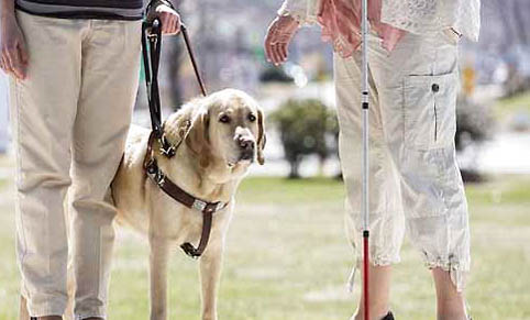導盲犬可以上飛機嗎?