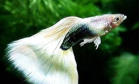 孔雀魚早產了魚球還能活嗎