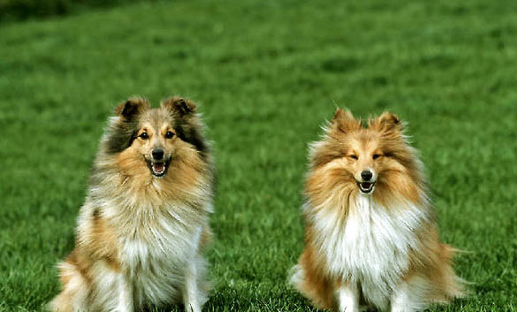 喜樂(lè)蒂牧羊犬的優(yōu)點(diǎn)和缺點(diǎn)是什么