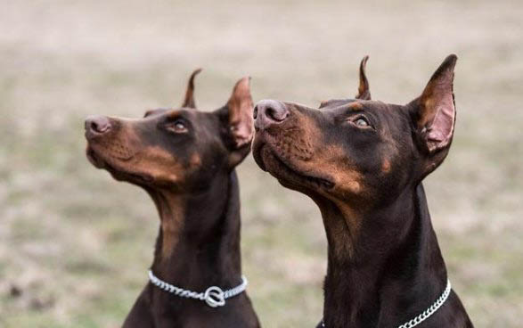 杜賓犬為什么要剪尾巴