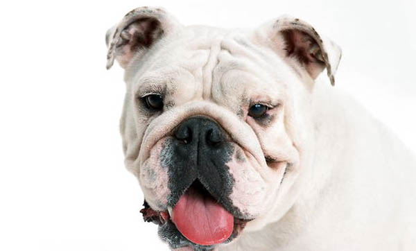 法國斗牛犬的性格外貌特征